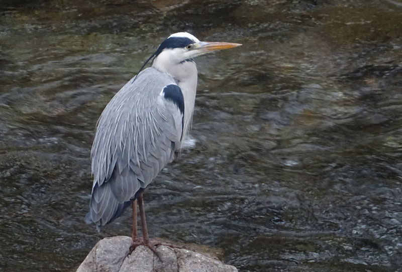 Ardea cinerea - Ardeidae